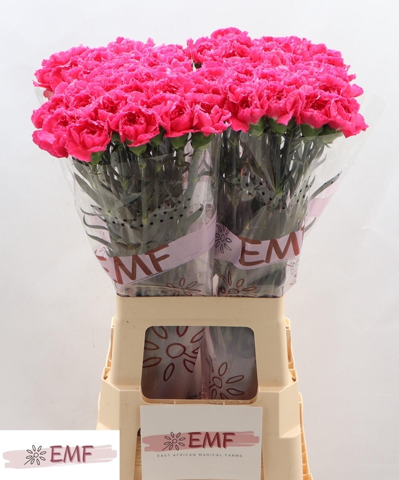 <h4>DI ST CHERRY DAMASC+</h4>