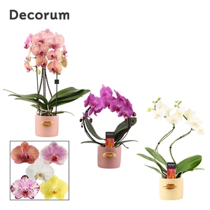 Phalaenopsis vormen mix 2 tak in Lovely (Luxury World-collection