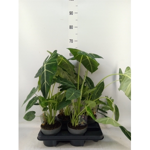 Alocasia   ...