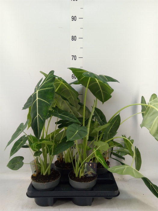 <h4>Alocasia   ...</h4>