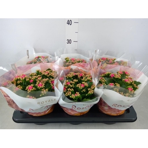 Kalanchoe blos. 'RosDon Nando'