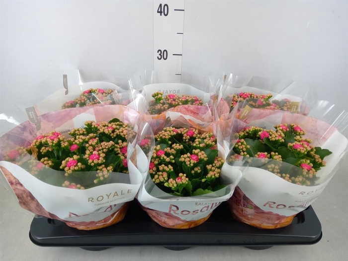 <h4>Kalanchoe blos. 'RosDon Nando'</h4>