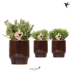 Kolibri Greens Rhipsalis mix in Classy pot brown
