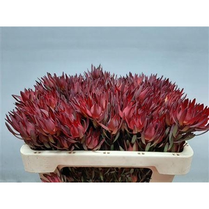 LEUCAD BLUSH VERTAKT 50CM