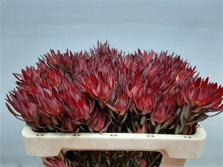 <h4>LEUCAD BLUSH VERTAKT 50CM</h4>