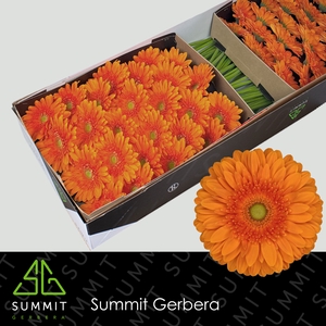 Gerbera Eureka Doos
