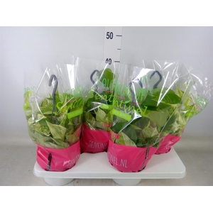 Epipremnum pinn. 'Marble Queen'  HG