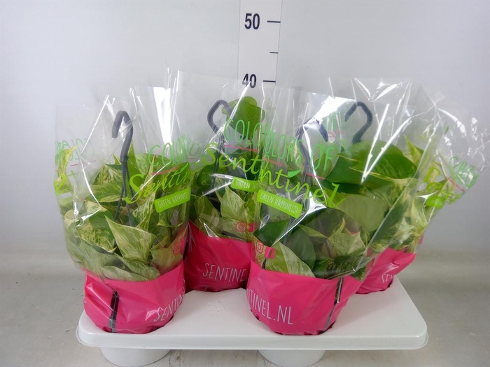 <h4>Epipremnum pinn. 'Marble Queen' HG</h4>