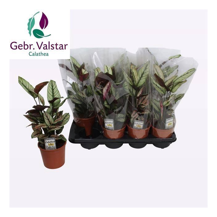 <h4>Calathea majestica Whitestar 14Ø 50cm</h4>