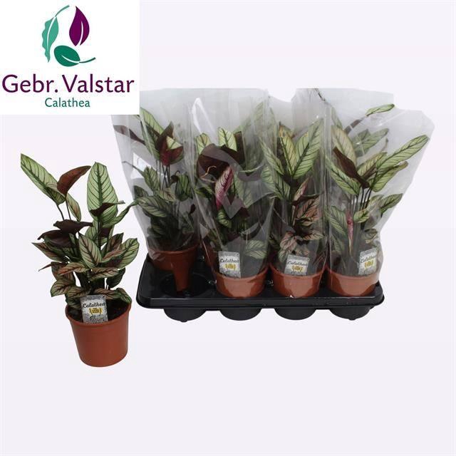 Calathea majestica Whitestar 14Ø 50cm