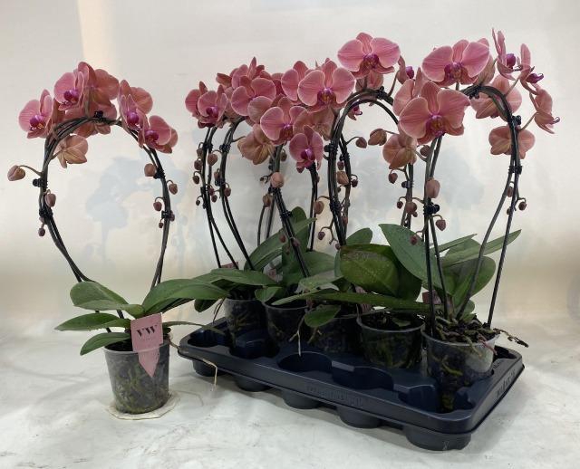 <h4>PHAL OV ORANJE</h4>