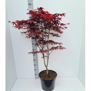 Acer palmatum Red Emperor