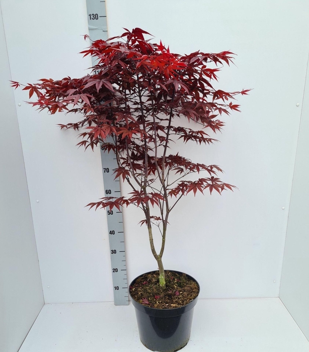 <h4>Acer palmatum Red Emperor</h4>