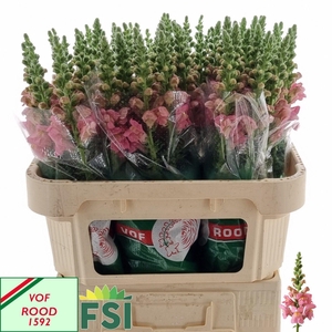 Antirrhinum Pink