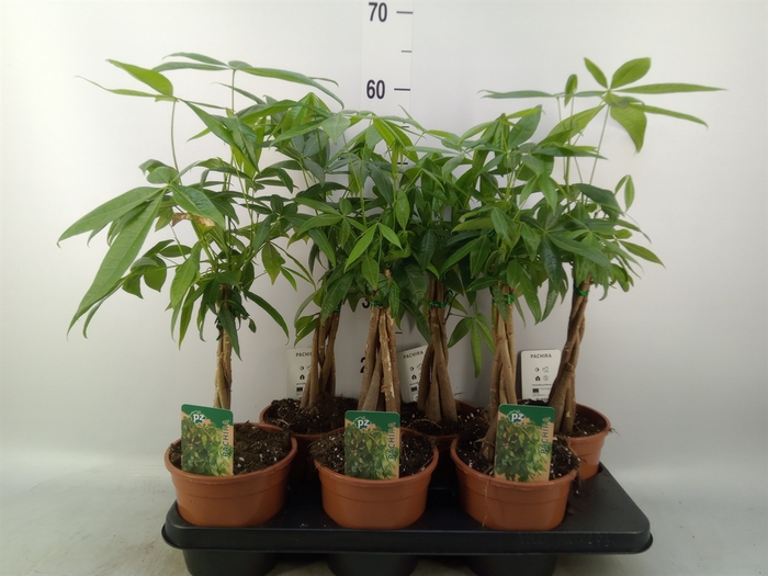 <h4>Pachira aquatica</h4>