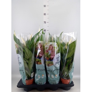 Spathiphyllum  'Sweet Chico'