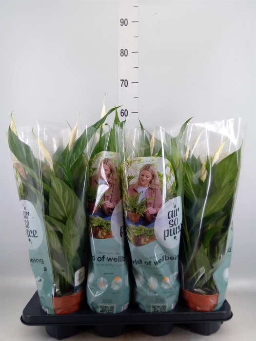 <h4>Spathiphyllum  'Sweet Chico'</h4>