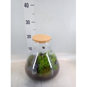 Arr.   Kamerplant Groen H%