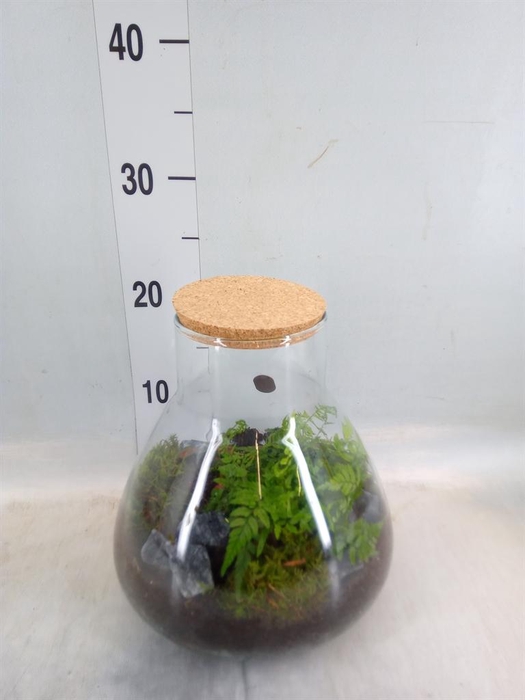 <h4>Arr. Kamerplant Groen H%</h4>