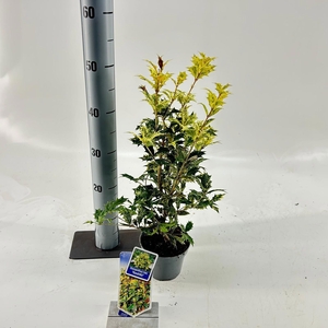 Osmanthus het. ‘Goshiki’