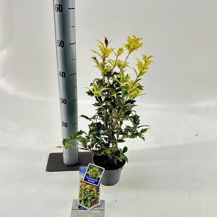 <h4>Osmanthus het. ‘Goshiki’</h4>