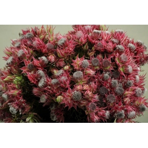 SERRURIA AY SHO STAR