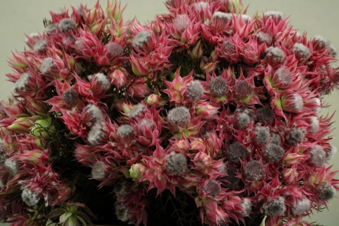 <h4>SERRURIA AY SHO STAR</h4>