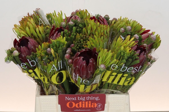 <h4>PROTEA PER BOS</h4>