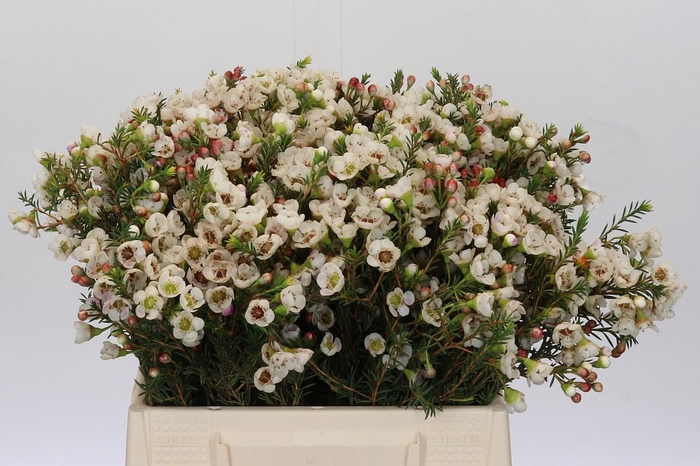 <h4>Chamelaucium Moonlight Delight</h4>