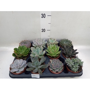 Echeveria   ...mix
