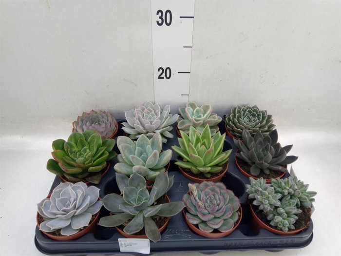 <h4>Echeveria   ...mix</h4>