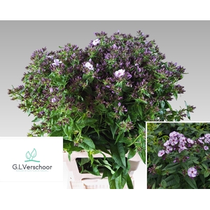 PHLOX PANICULATA OV