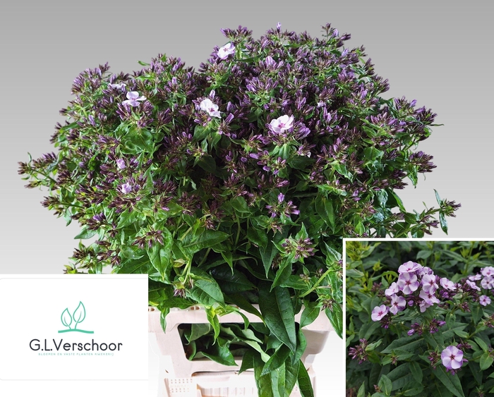 <h4>PHLOX PANICULATA OV</h4>