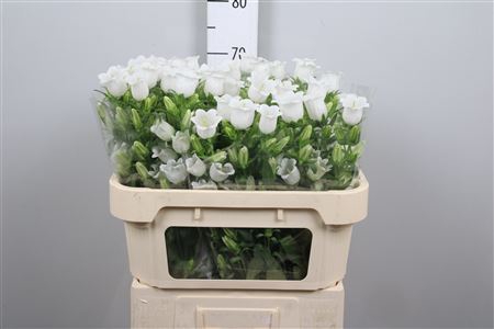 <h4>Camp M Champion White</h4>