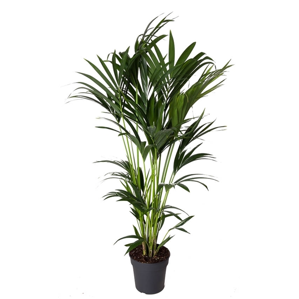 <h4>Howea Forsteriana(kentia) P24-130</h4>