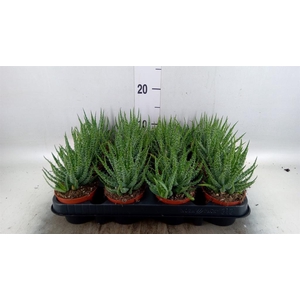 Aloe humilis