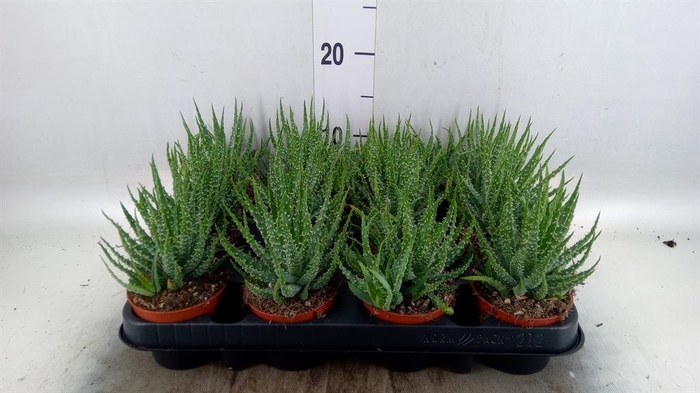 <h4>Aloe humilis</h4>