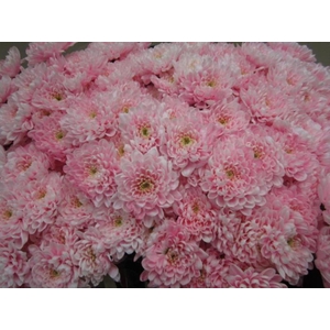 Chr T Altaj Pastel Pink