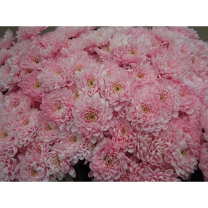 Chr T Altaj Pastel Pink