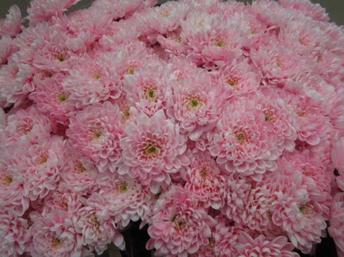 <h4>Chr T Altaj Pastel Pink</h4>