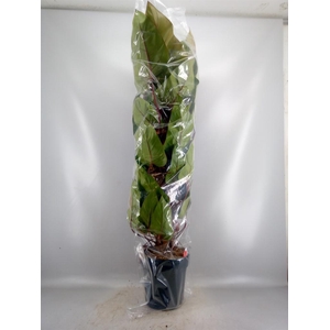 Philodendron  'Red Emerald'