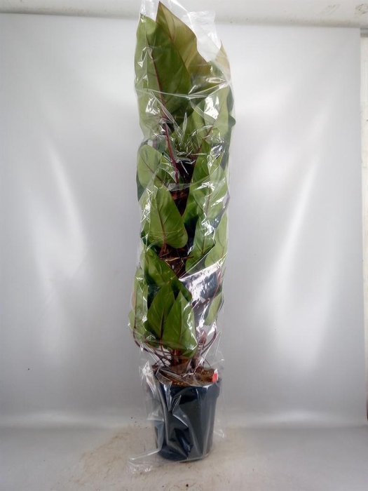 <h4>Philodendron 'Red Emerald'</h4>