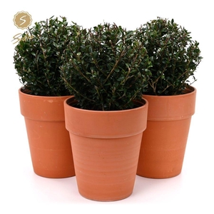 Ilex crenata 'Jenny'® Ball Ø20cm P17 in Ceramic Terracotta