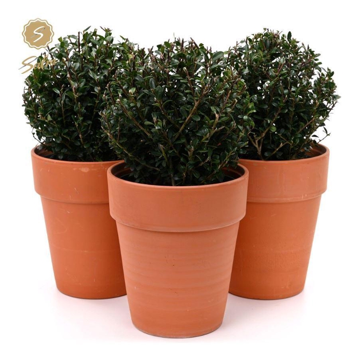 <h4>Ilex crenata 'Jenny'® Ball Ø20cm P17 in Ceramic Terracotta</h4>