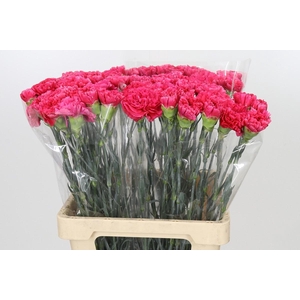 Dianthus St Bizet
