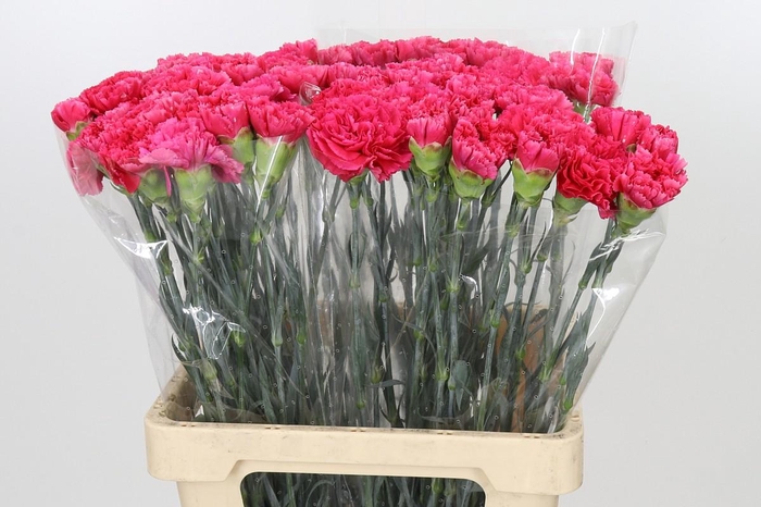 <h4>Dianthus St Bizet</h4>