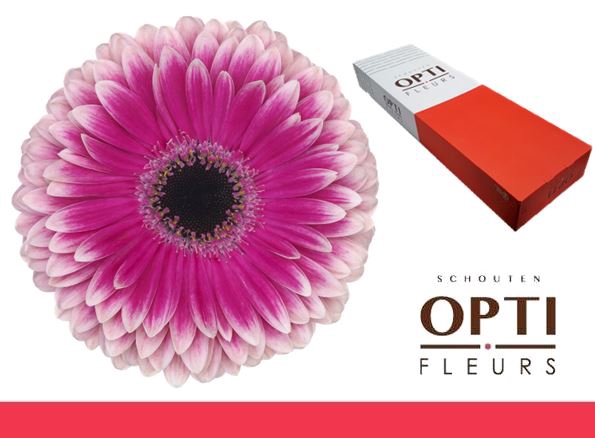 <h4>Gerbera Prelude Doos</h4>