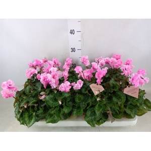 Cyclamen MD 'Merengue'