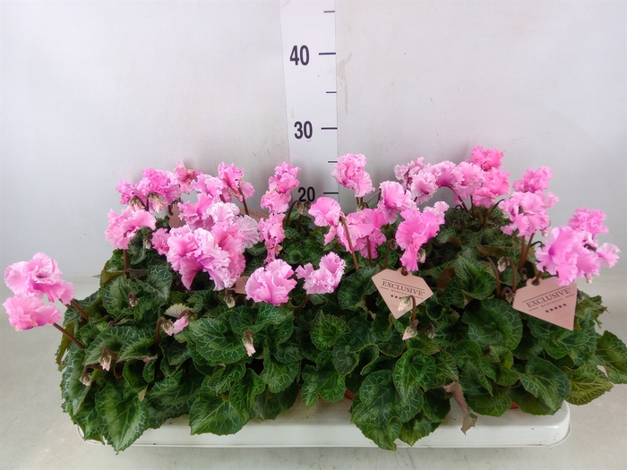 <h4>Cyclamen MD 'Merengue'</h4>