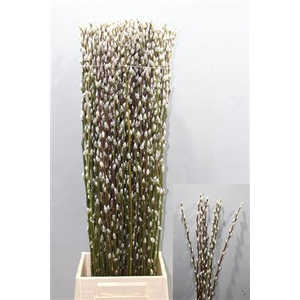 T Salix Ca Snow Flake 90cm